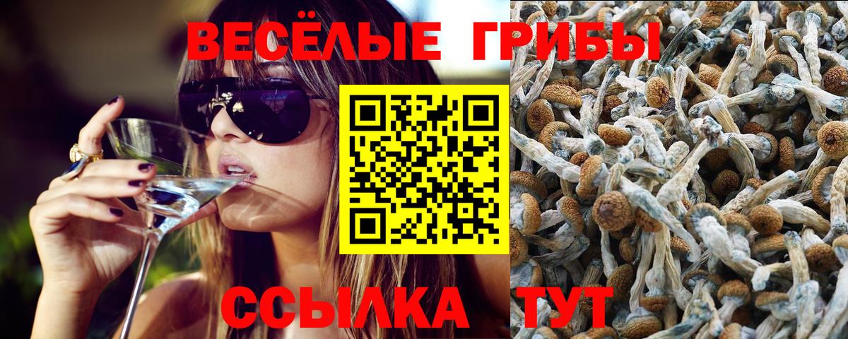 Томск  Псилоцибиновые грибы Cubensis  Вход с VPN 
